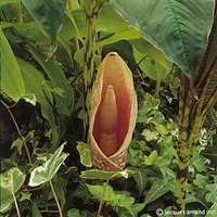 Amorphophallus bulbifer Photo: J. Amand